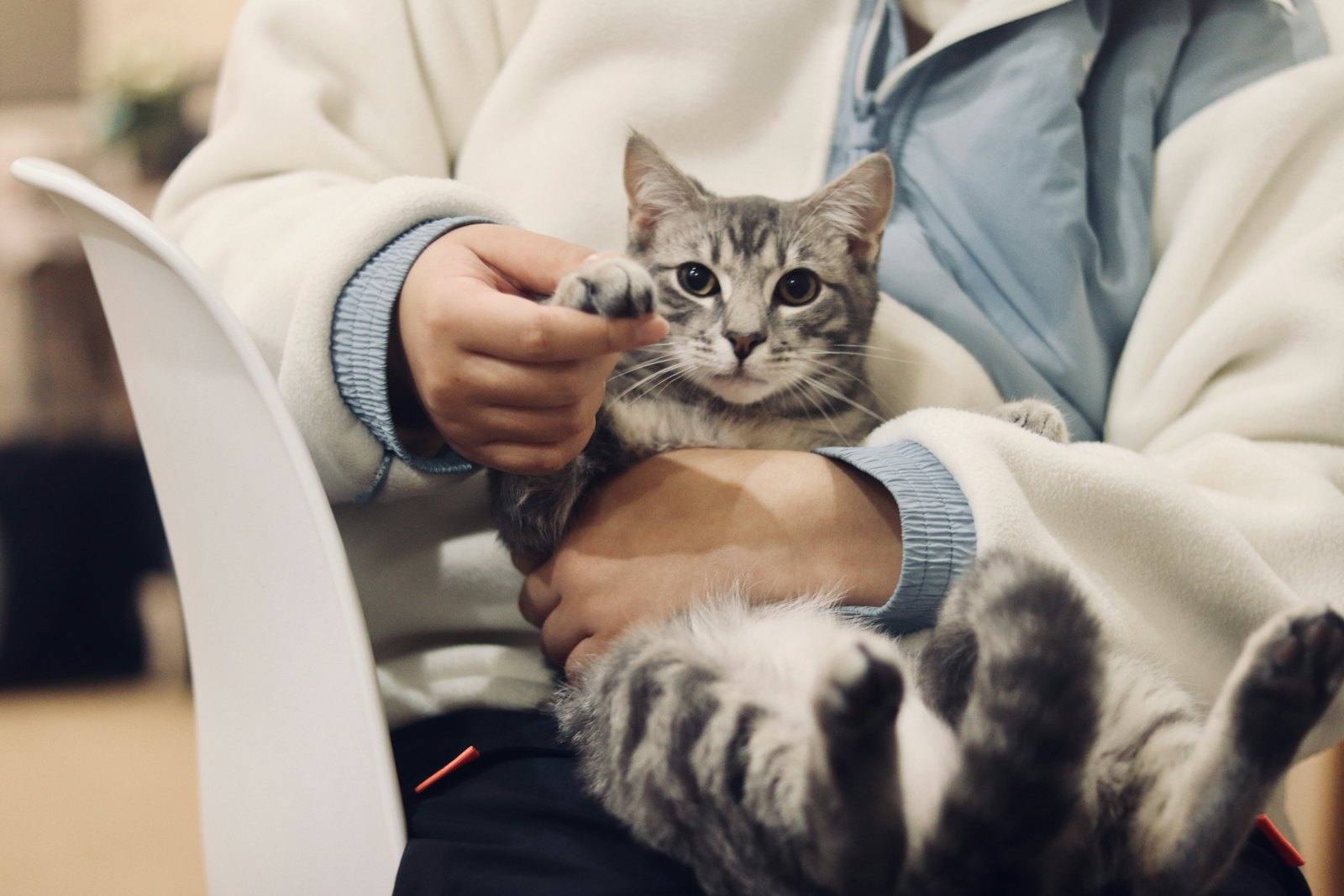 Assistent d'IA per a clíniques veterinàries